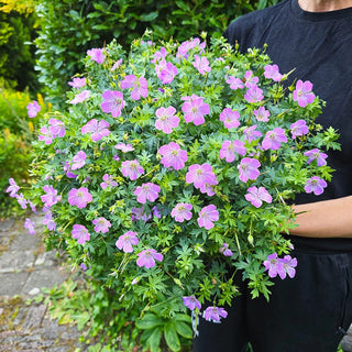 Frivolius Lilac Hardy Geranium