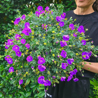 Frivolius Purple Hardy Geranium