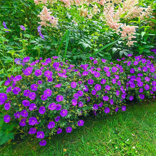 Frivolius Purple Hardy Geranium