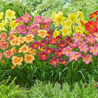 Daylily Border Mixture