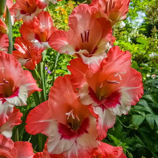 Hearts Aflame Border Gladiolus