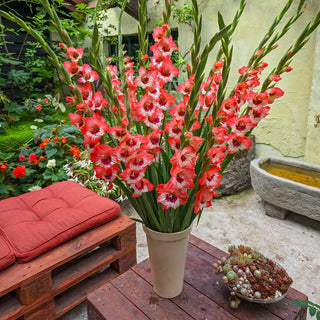 Hearts Aflame Border Gladiolus