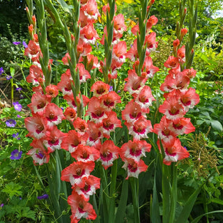 Heart Aflame Hearts Aflame Border Gladiolus – Breck's