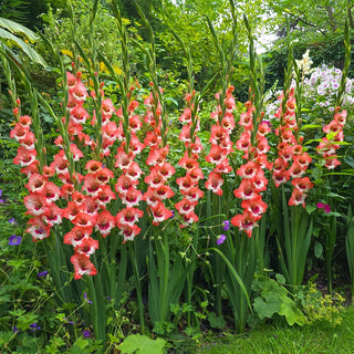 Hearts Aflame Border Gladiolus