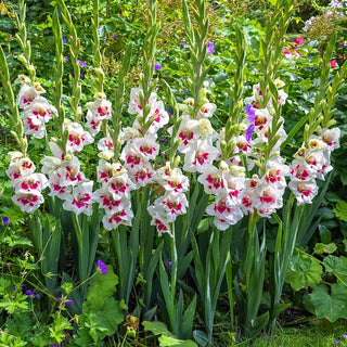 Frosted Fire Border Gladiolus