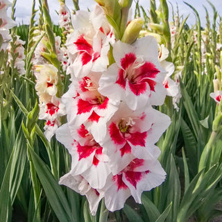 Frosted Fire Border Gladiolus