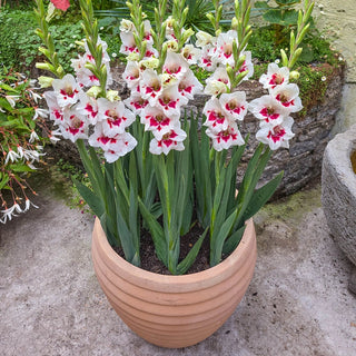 Frosted Fire Border Gladiolus