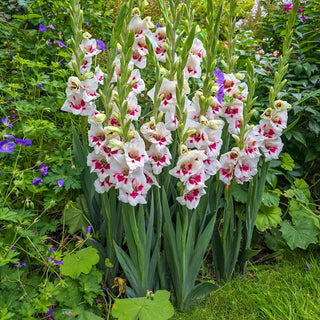 Frosted Fire Border Gladiolus