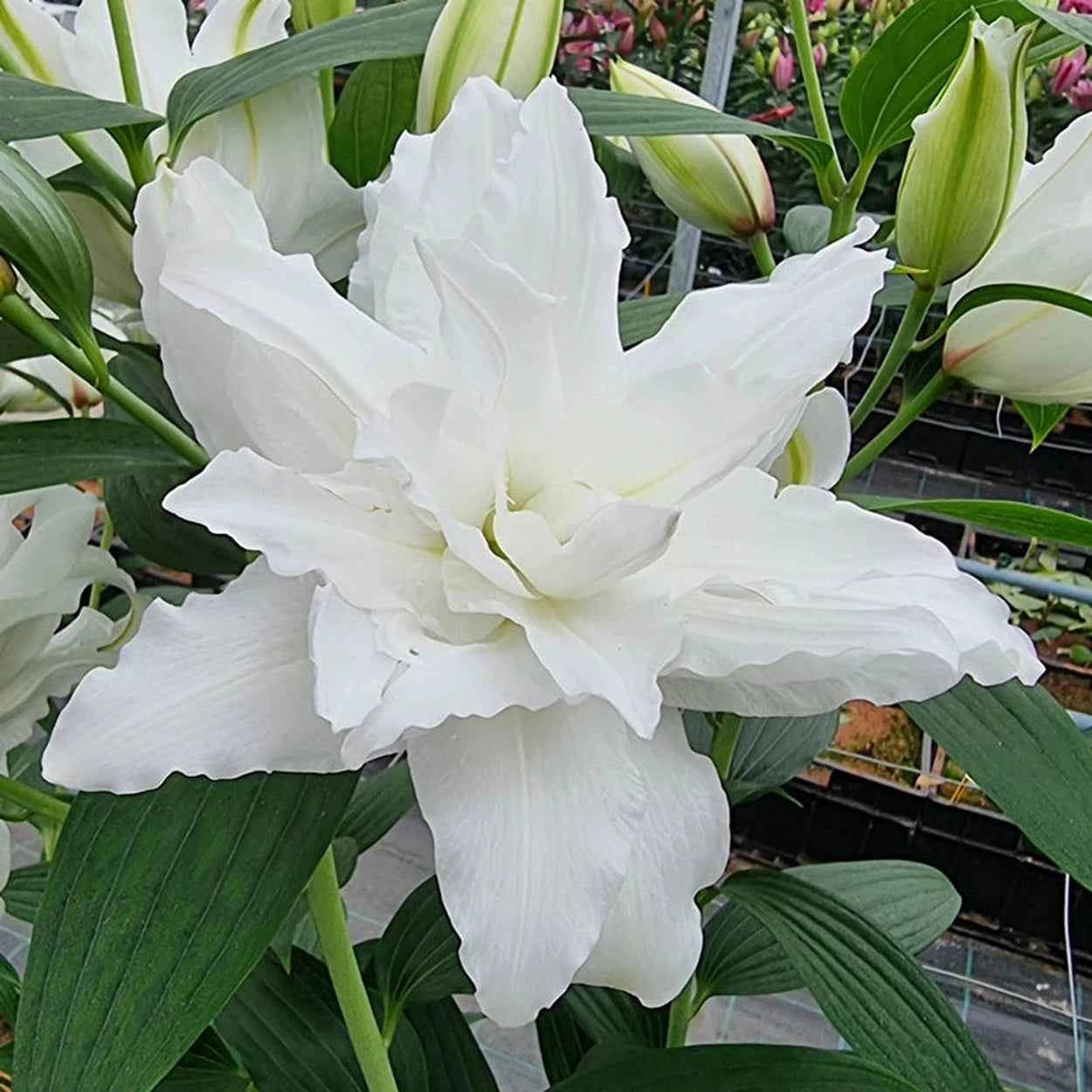 oriental lily white White Tornado Lily