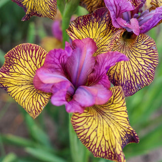 Juniper Leigh Siberian Iris