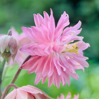Pink Barlow Columbine