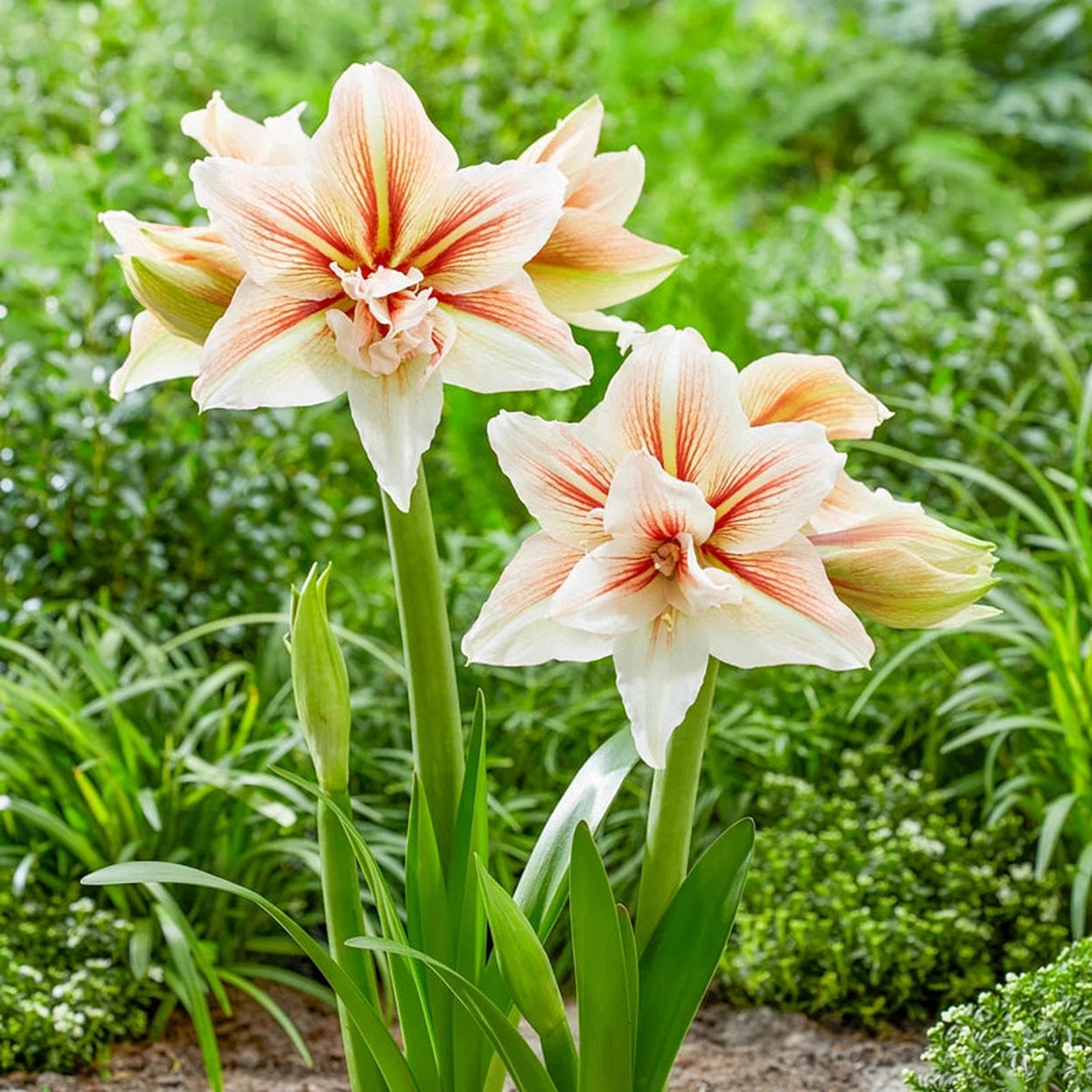 amaryllis flower seeds Inca Star Hardy Garden Amaryllis
