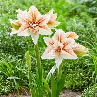 Inca Star Hardy Garden Amaryllis