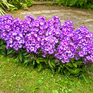 Sweet Summer Fantasy Phlox
