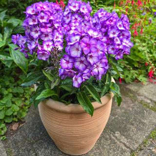 Sweet Summer Fantasy Phlox