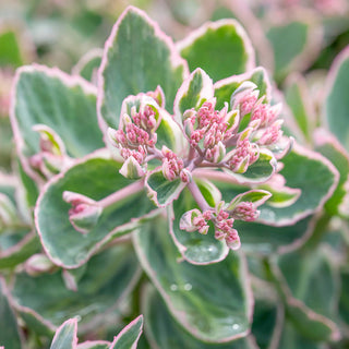 La Vie en Rose® Sedum