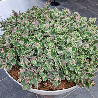 La Vie en Rose® Sedum