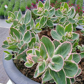 La Vie en Rose® Sedum