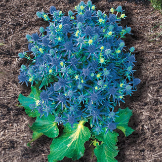 Blue Hobbit Sea Holly