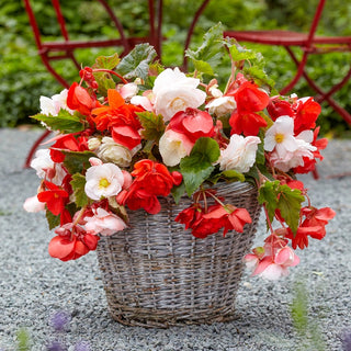 Fragrant Harmony Begonia Mixture