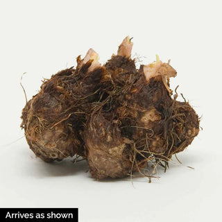 Fragrant Harmony Begonia Mixture