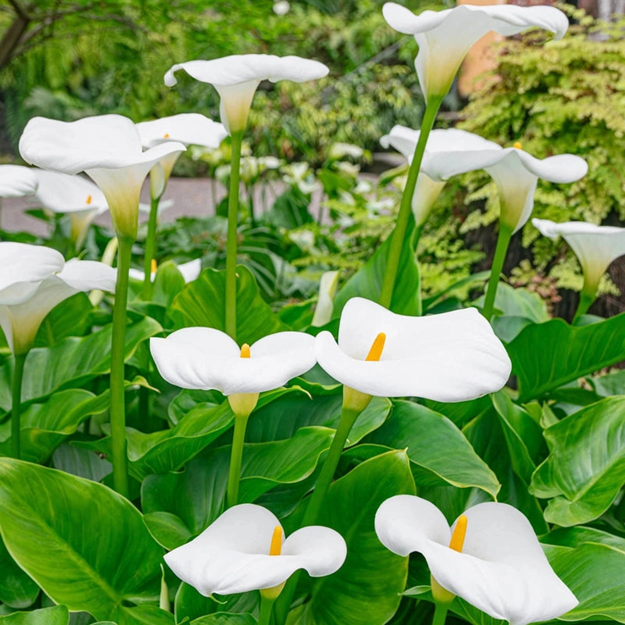calla lily plant Aethiopica Calla Lily