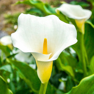 Aethiopica Calla Lily