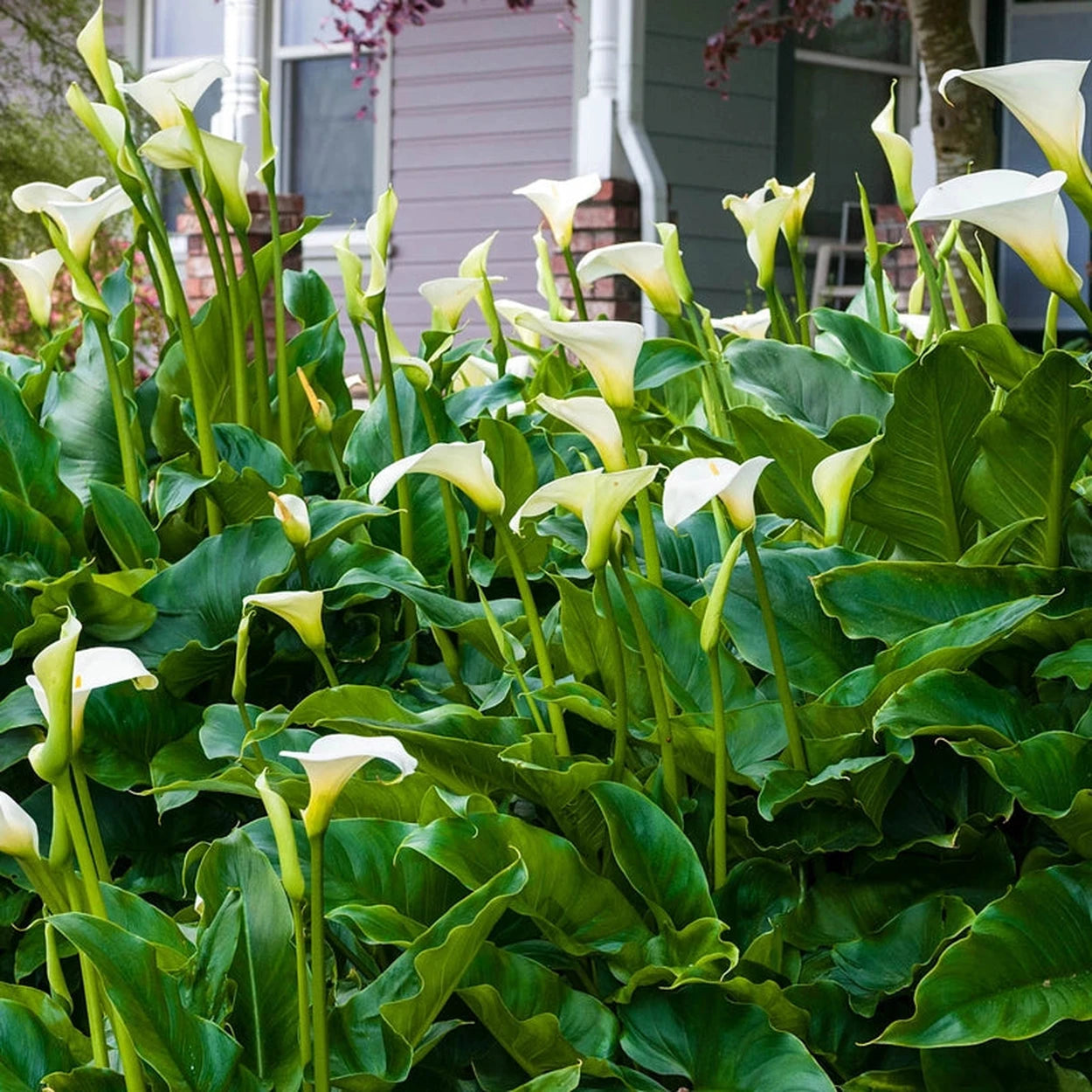 white arum lily bulbs Shop Aethiopica Calla Lily | Calla Lilies
