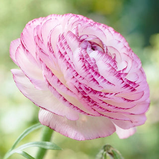 Picotee White Ranunculus
