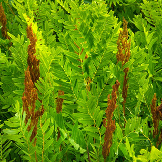 Royal Fern