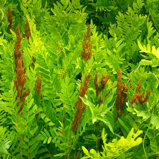 Royal Fern