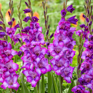 Kim Dwarf Gladiolus