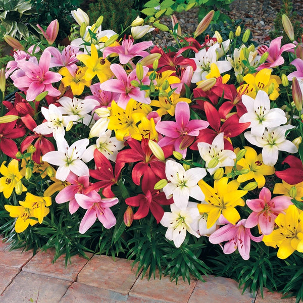 Carpet Border Lily Mixture | Breck's