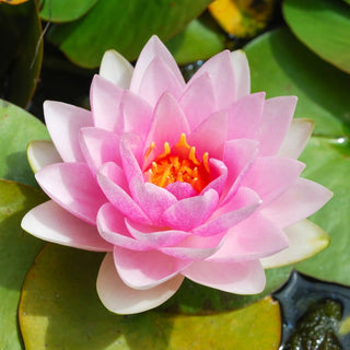 Madame Wilfron Gonnere Water Lily