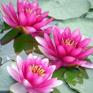 Charles de Meurville Water Lily