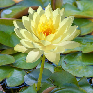 Hardy Water Lily Collection