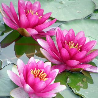 Hardy Water Lily Collection