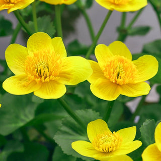 Marsh Marigold