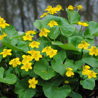 Marsh Marigold