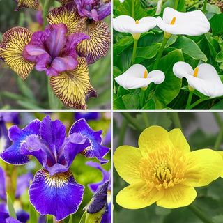 Water Plants Collection