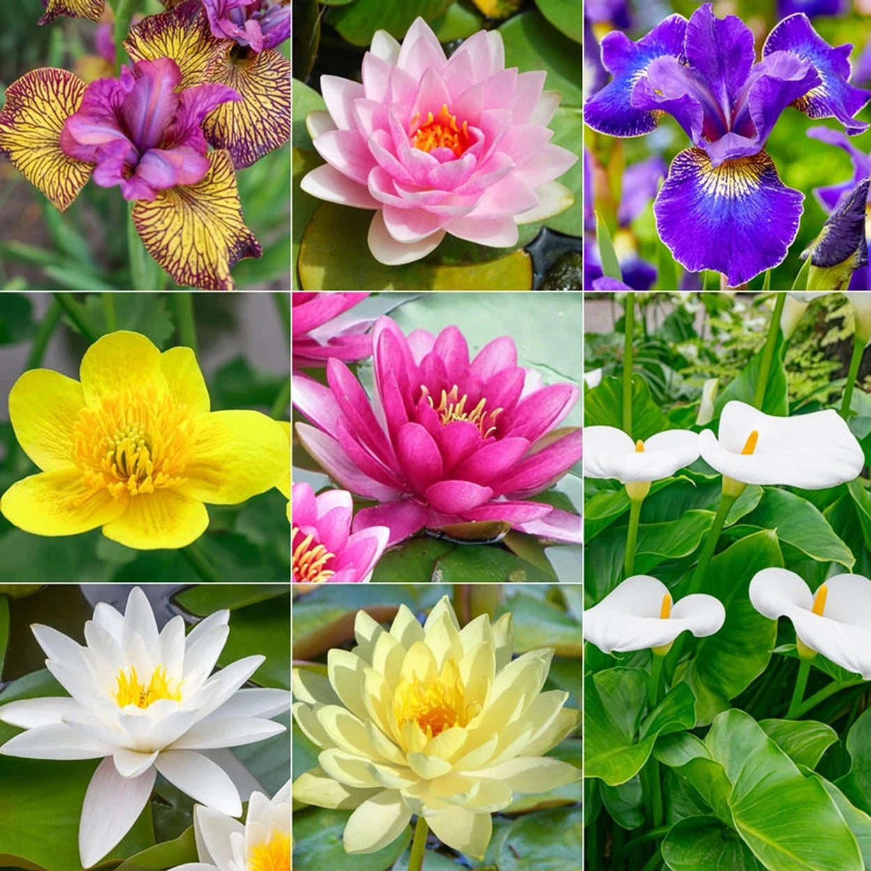 planting calla lilies in water Ultimate Water Plant Collection – Breck's