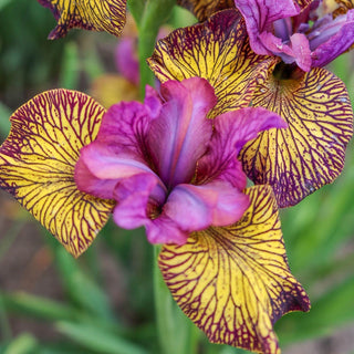 Ultimate Water Plant Collection