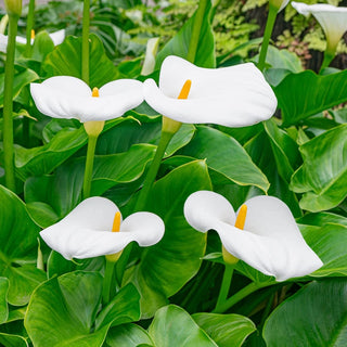 Ultimate Water Plant Collection