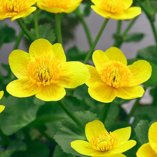 Ultimate Water Plant Collection