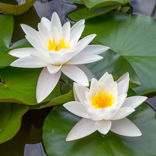 Ultimate Water Plant Collection