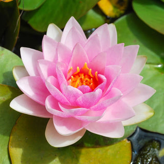 Ultimate Water Plant Collection