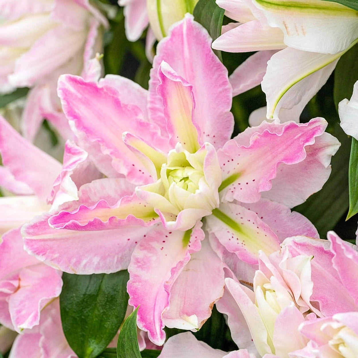Sabor Lily – Breck's Sabor Lily – Breck's