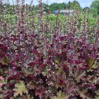 Rex Red Heuchera