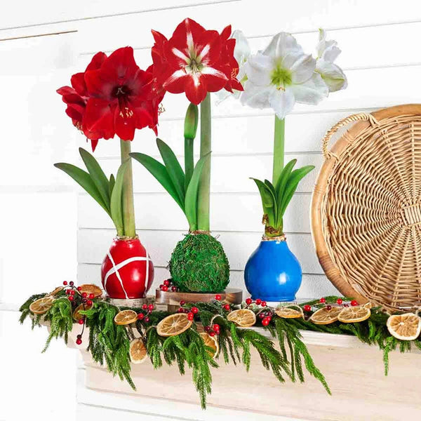 Jumbo Waxed Amaryllis Bulbs | Breck's Gifts