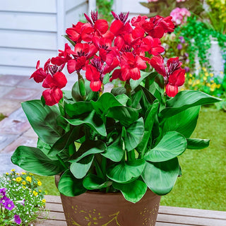 Red Beauty Dwarf Canna